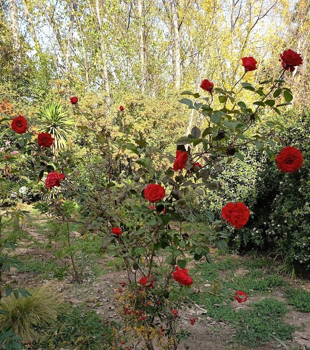 ROSA BOTONERAS