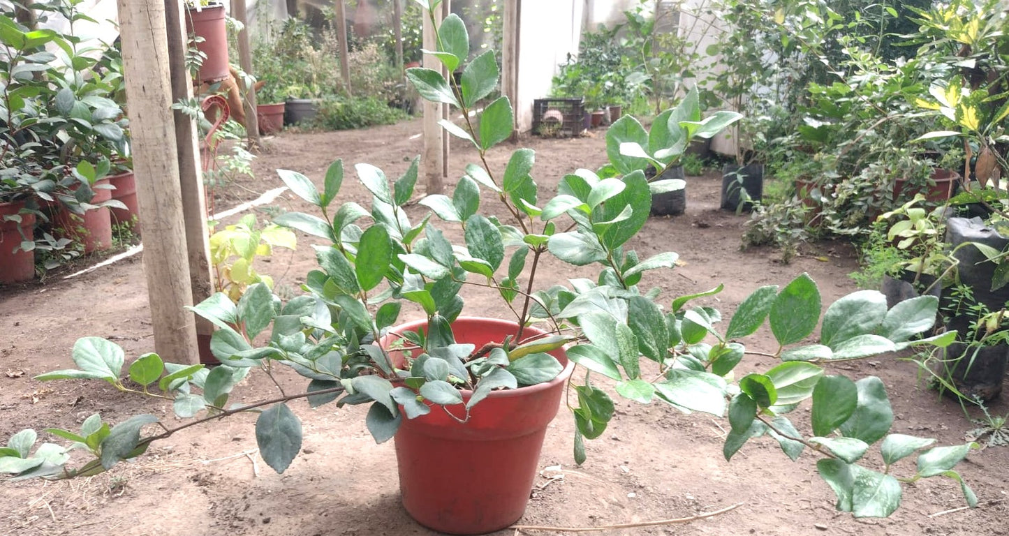 VIBURNO ROTUNDIFOLIA - VIBURNUM SUSPENSUM 0,50 A 0,80