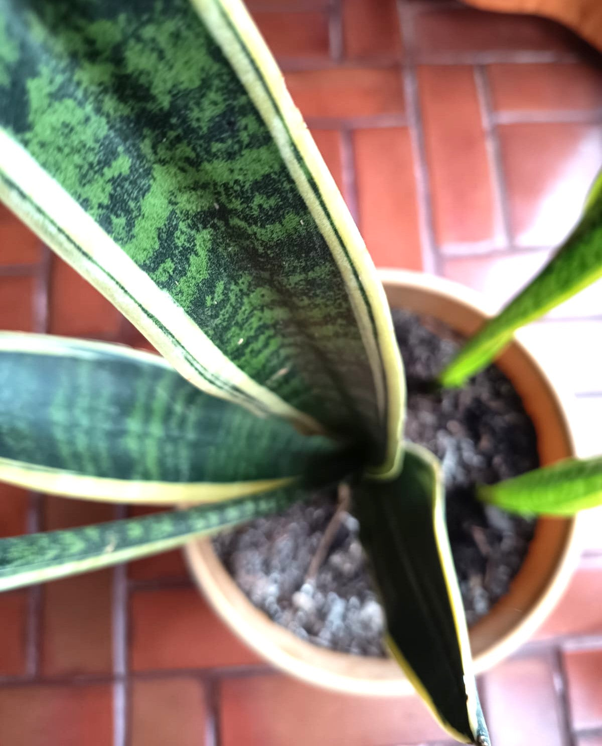 LENGUA DE SUEGRA - SANSEVIERIA