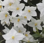 SOLANUM JAZMINOIDE - SOLANUM JASMINOIDES