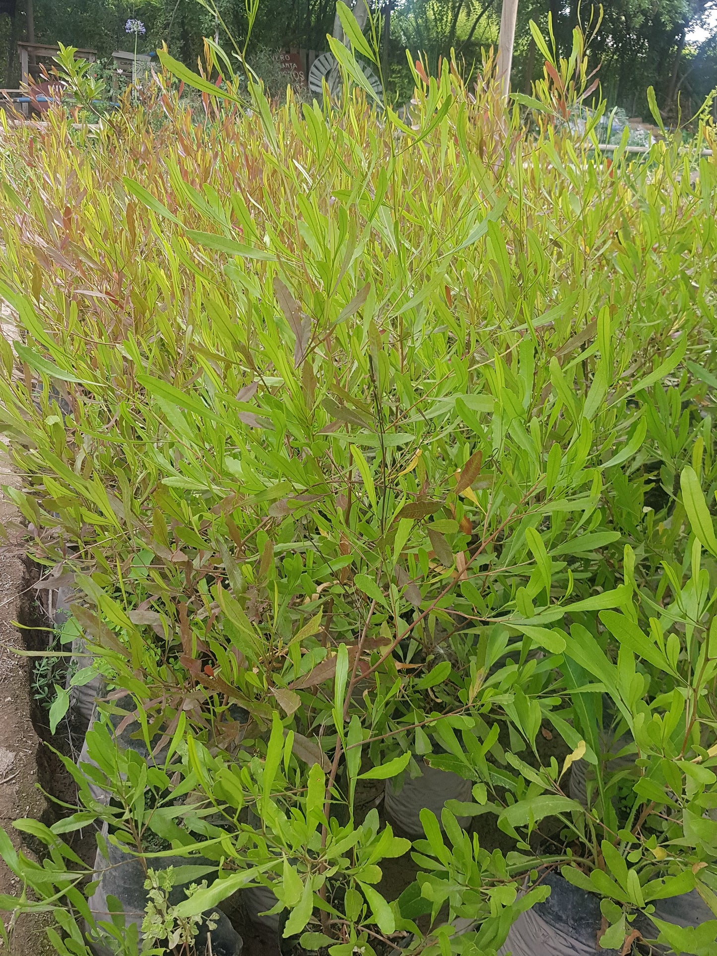 STENOCARPUS ROJO - DODONEA VISCOSA ‘PURPUREA 0.80 M