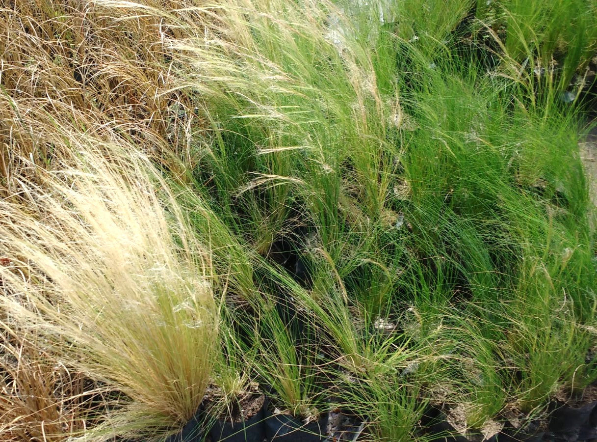 STIPA TENUISSIMA