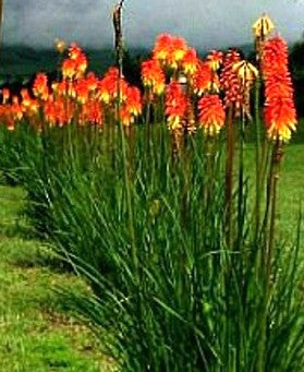 TRITOMA - KNIPHOFIA UVARIA