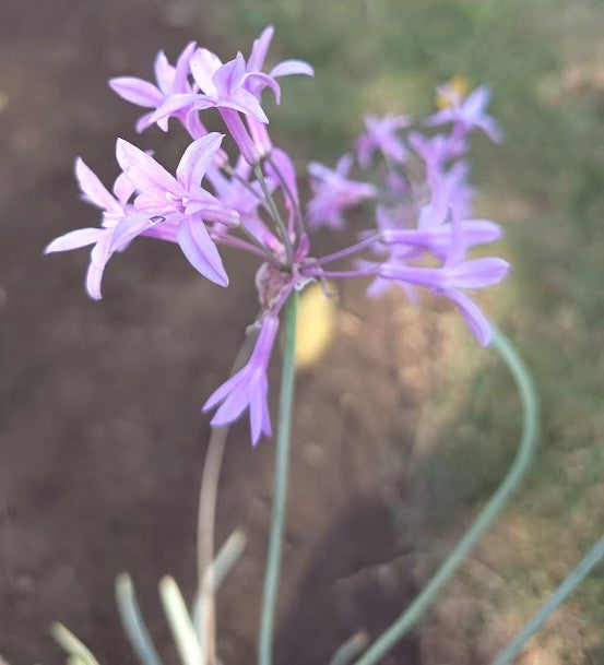 THULBALGIA VIOLACEA