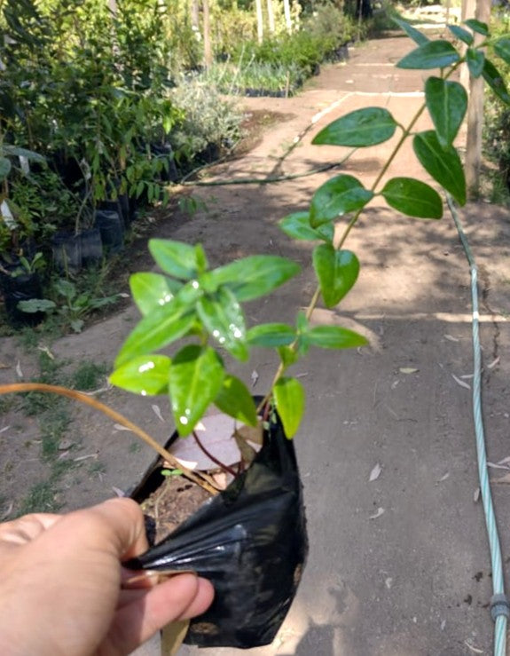 VINCAS MINOR