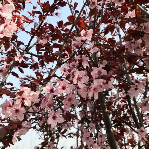 CIRUELO DE FLOR - PRUNUS CERASIFERA 1,80 A 2,00