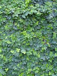 FICUS REPENS