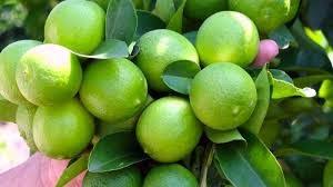 LIMON SUTIL DE GAZA 1,20 A 1,60