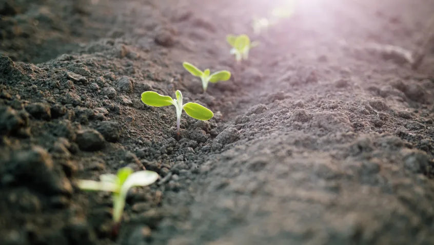 Jardinería Sostenible: Cómo Cuidar de tu Jardín y del Planeta