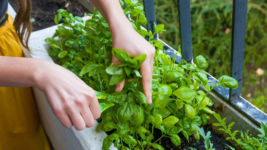 Plantas Medicinales en tu Jardín: Una Farmacia Natural en Casa
