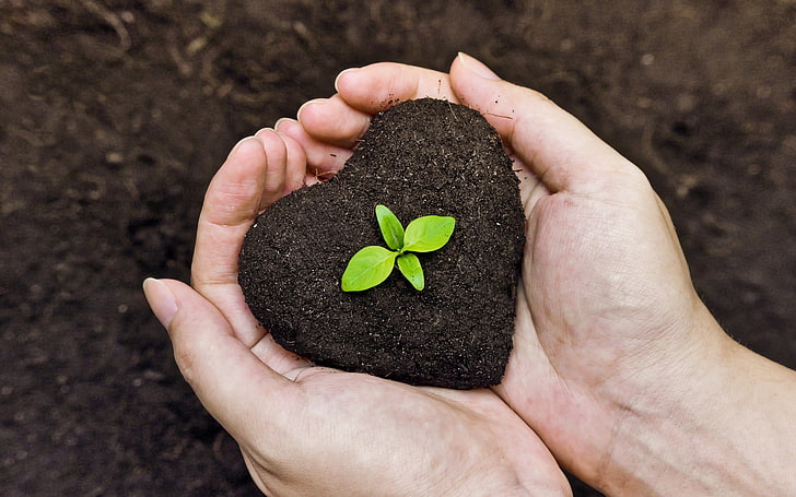 Plantas de Interior: Transforma tu Hogar con Verde