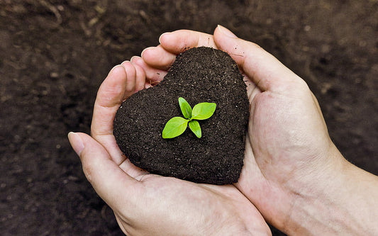 Plantas de Interior: Transforma tu Hogar con Verde