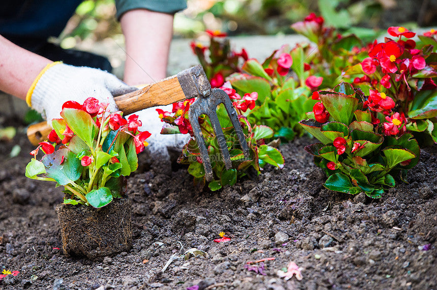 Guía del Cuidado de Plantas: Secretos para un Jardín Exuberante