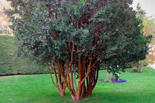ARRAYAN - LUMA APICULATA 0,50 A 0,70