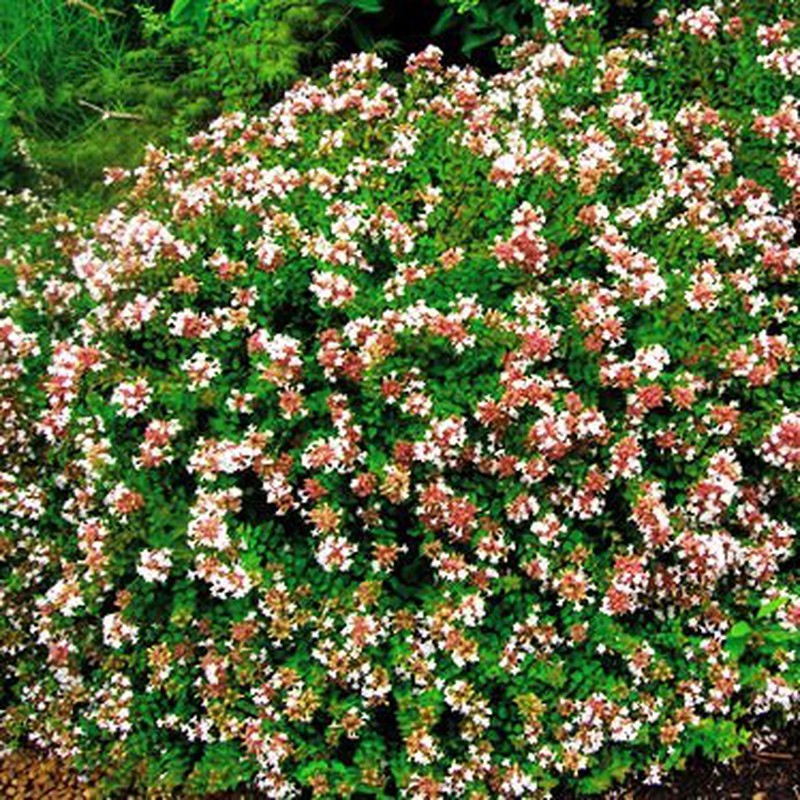 ABELIAS  GRANDIFLORA 40cm