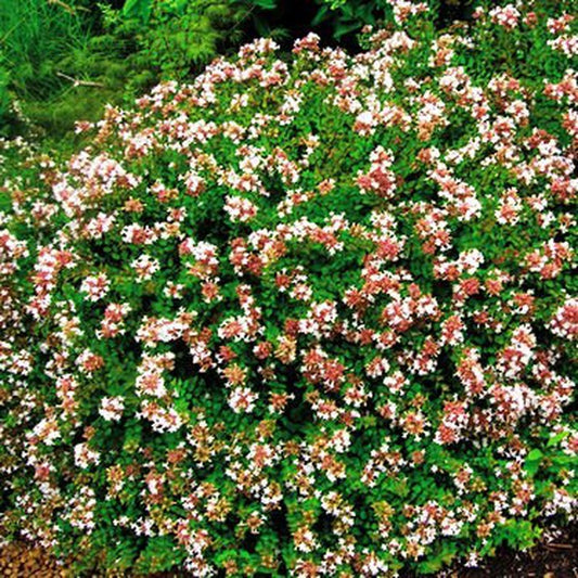 ABELIAS  GRANDIFLORA 40cm