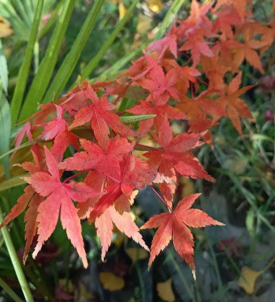 ACER JAPONICO - ACER JAPONICUM  1,50 A 1,80