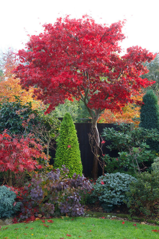 ACER JAPONICO - ACER JAPONICUM  1,50 A 1,80