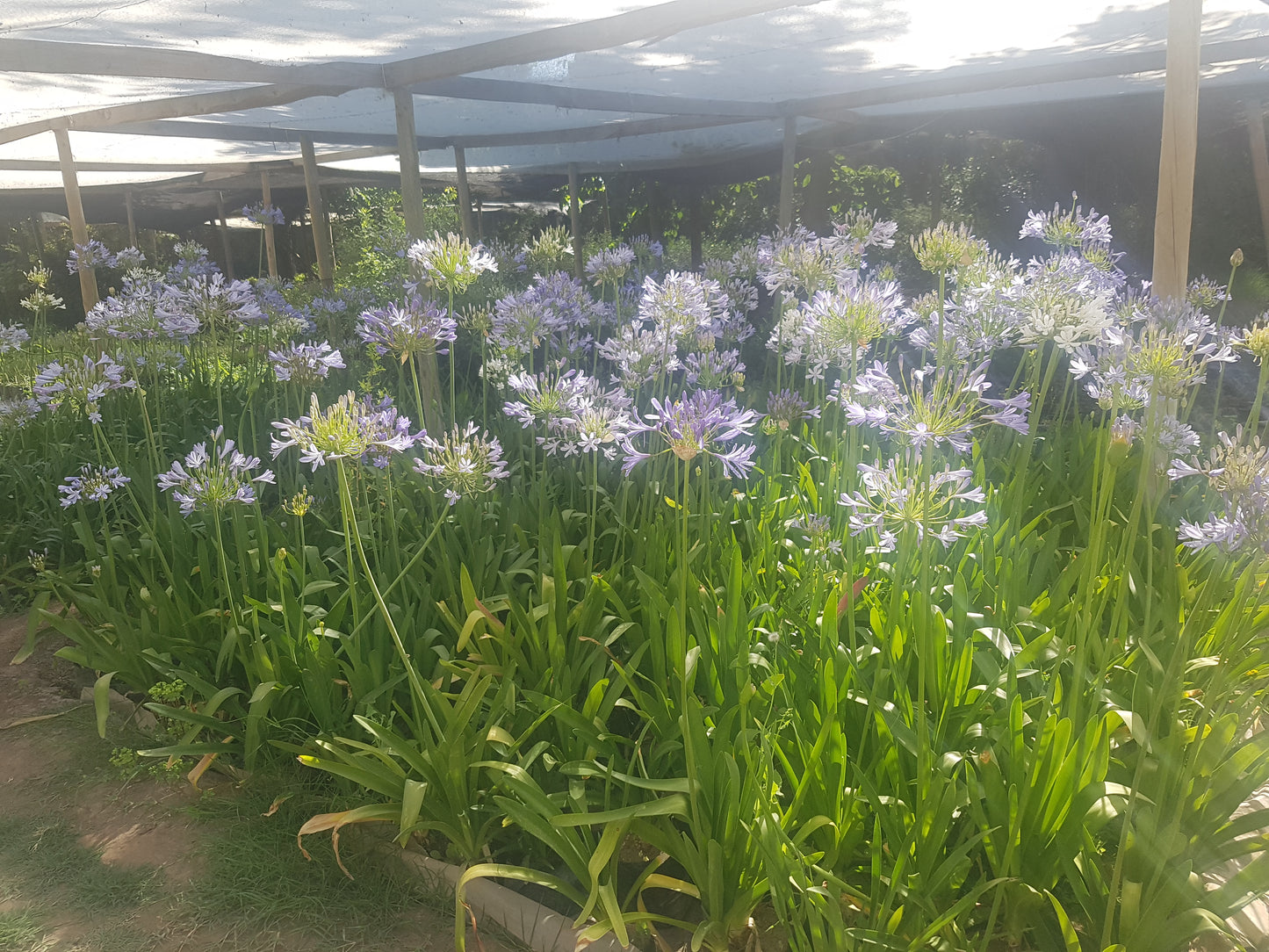 AGAPANTO- AGAPANTHUS AFRICANUS 30 a 40 cm