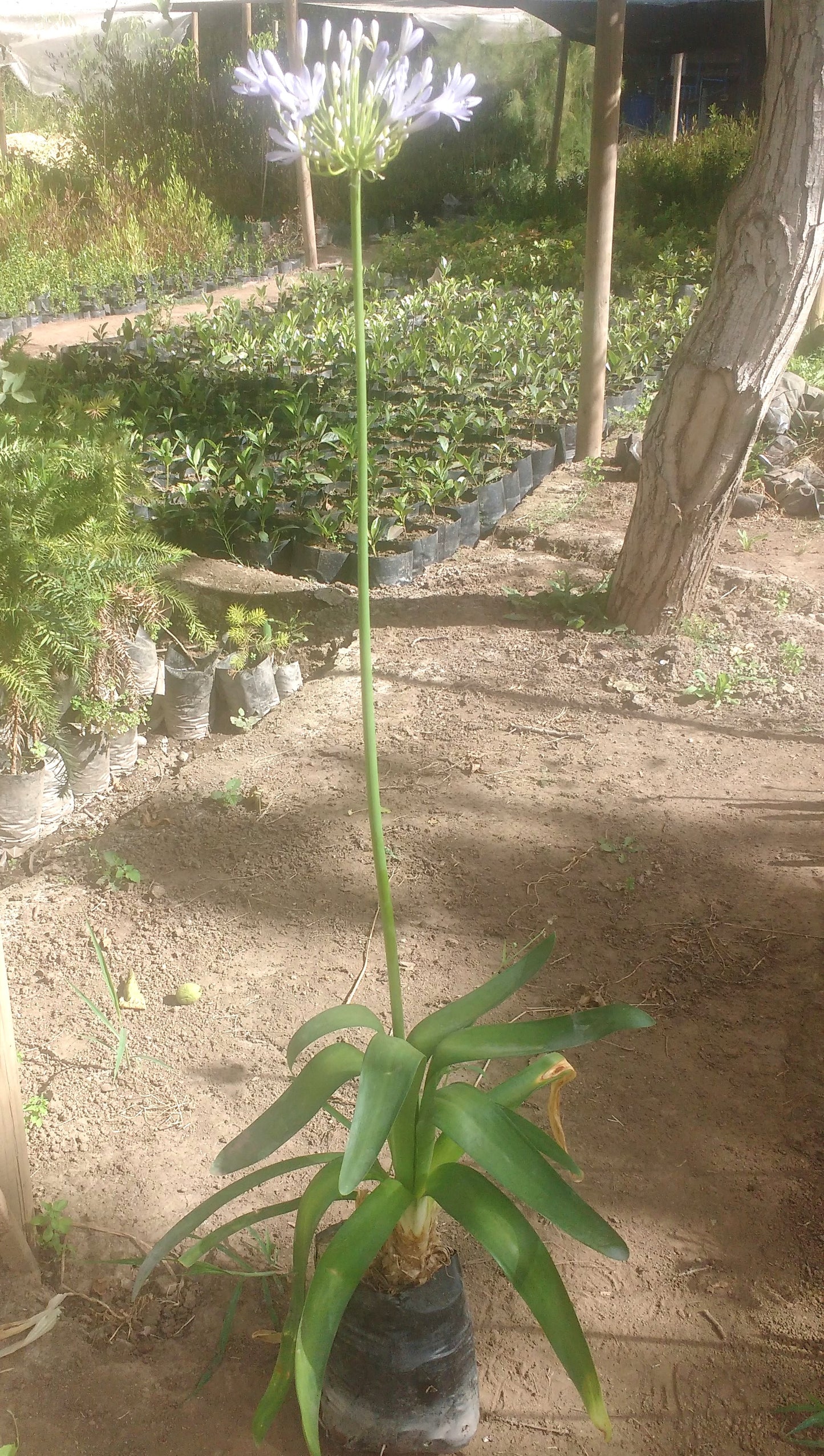 AGAPANTO- AGAPANTHUS AFRICANUS 30 a 40 cm