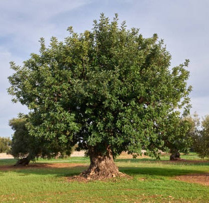 ALGARROBO EUROPEO - CERATONIA SILIQUA  1,00