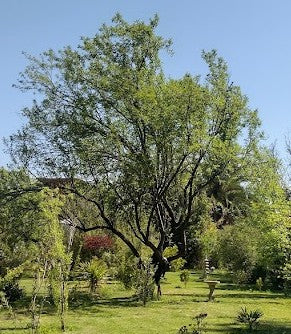 ALMENDRO NON PAREIL- PRUNUS DULCIS VAR. NON PAREIL1,80