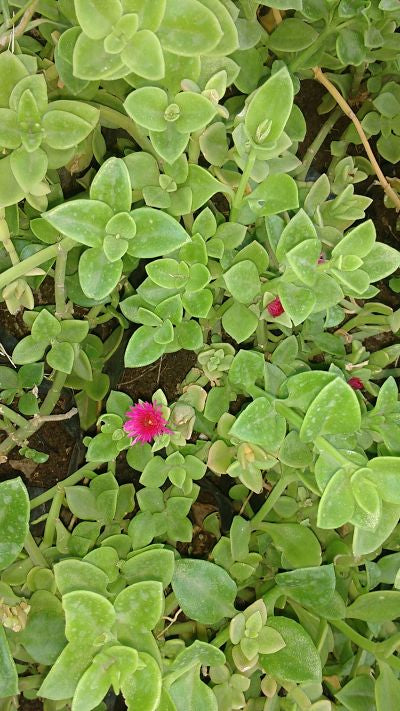 APTENIAS CORDIFLORA- CABELLERA DE LA REINA