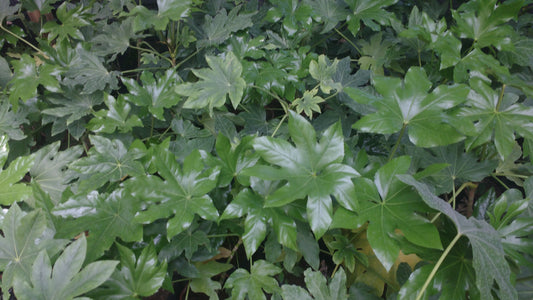 ARALIAS JAPONICA