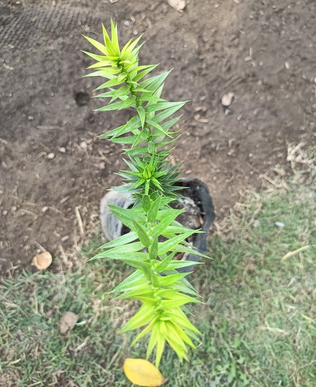 ARAUCARIA CHILENA - ARAUCANA 0,20