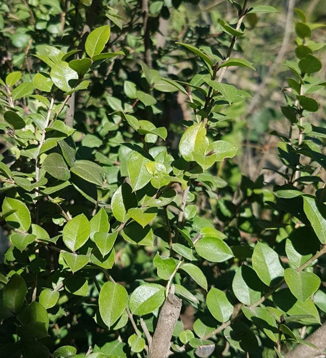 ARRAYAN - LUMA APICULATA 0,50 A 0,70