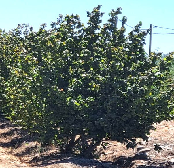 AVELLANO EUROPEO - CORYLUS AVELLANA