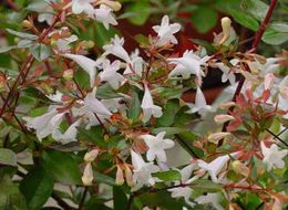 ABELIAS ENANA- ABELIA GRANDIFLORA VAR. NANA 40 cm.
