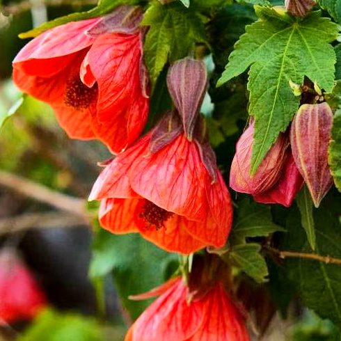 ABUTILON 1,00 A 1,30 M