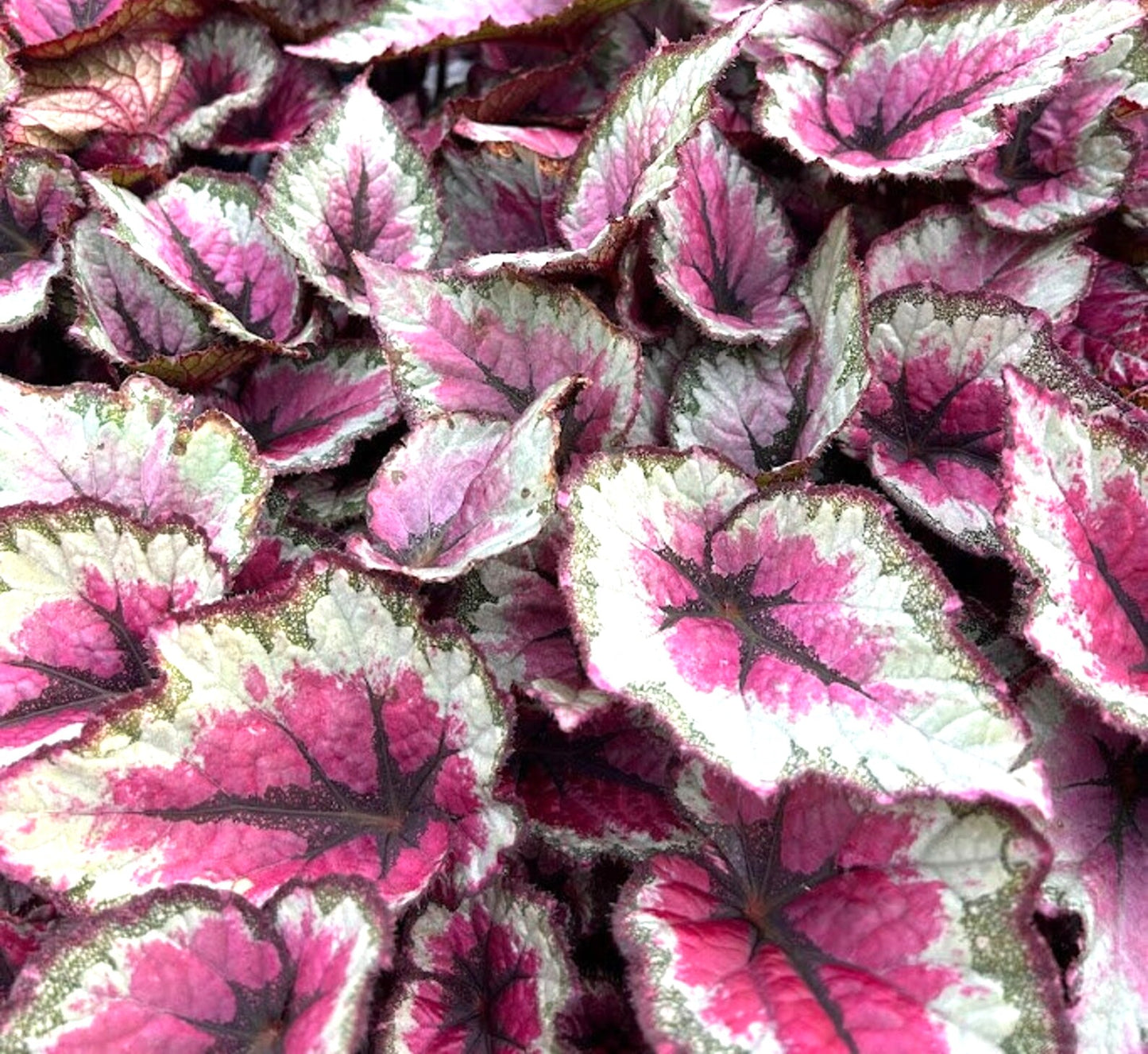 BEGONIA REX