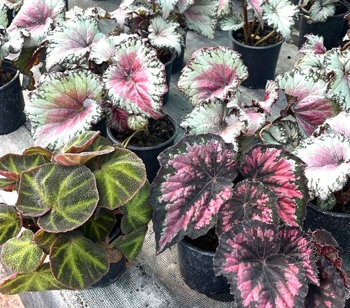 BEGONIA REX