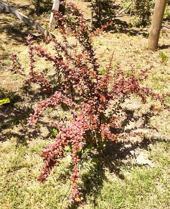 BERBERIS ROJO - BERBERIS THUNBERGII ATROPURPUREA