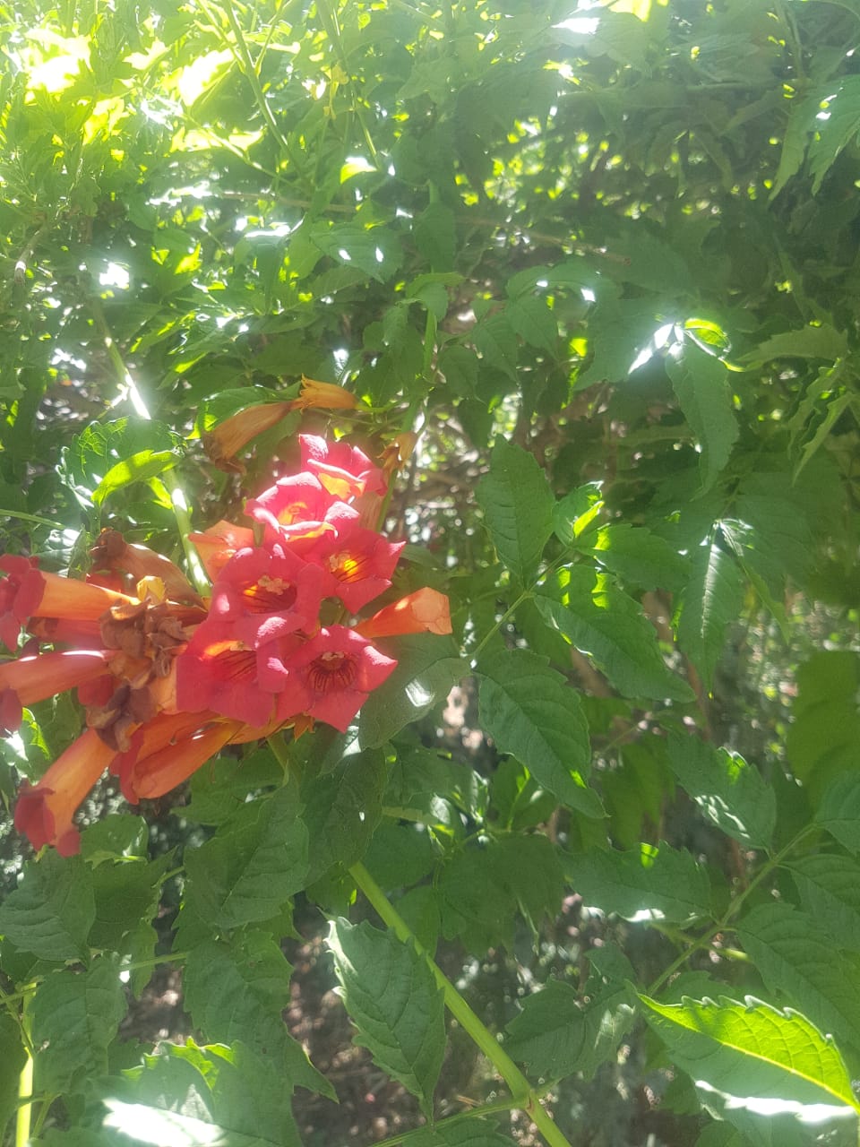 BIGNONIAS ROJA - CAMPSIS RADICANS