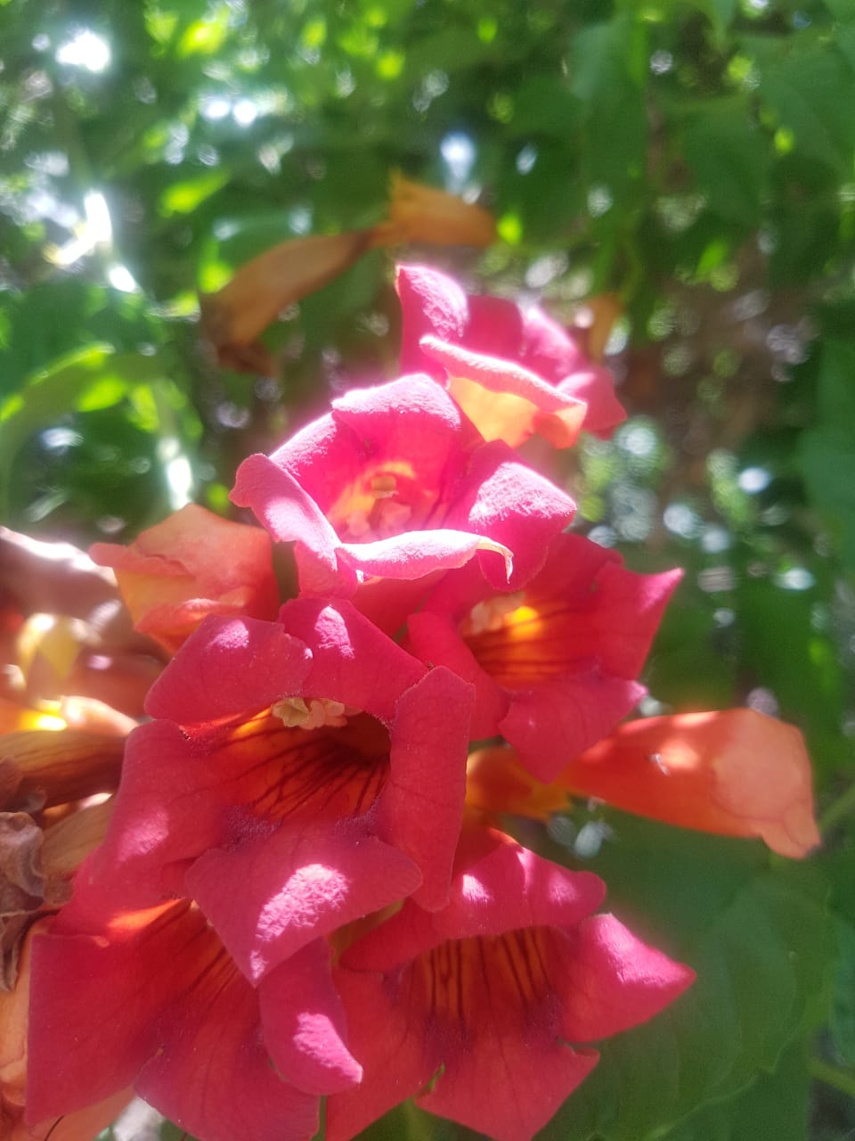 BIGNONIAS ROJA - CAMPSIS RADICANS
