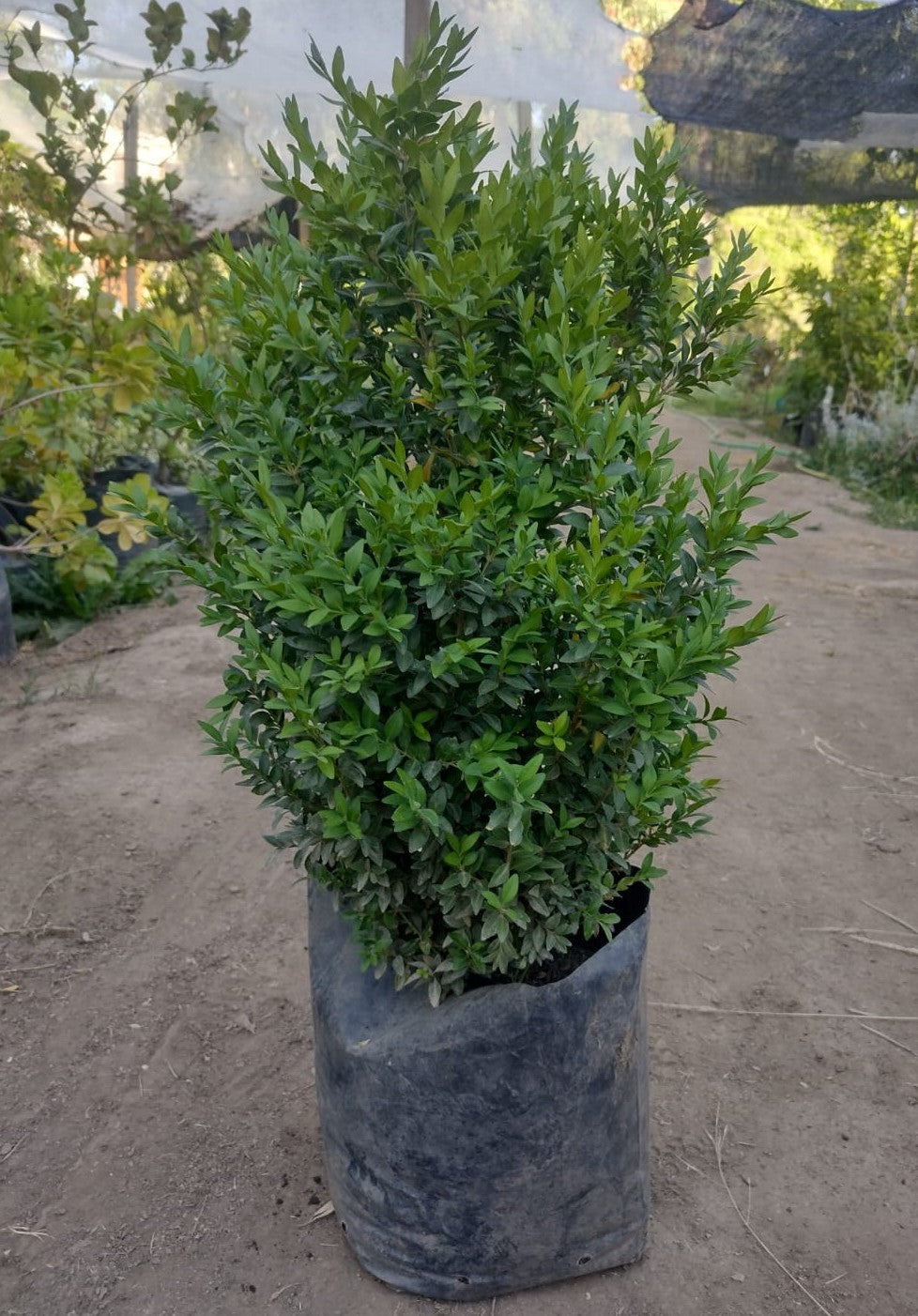 BOJ  BOLA - BUXUS SEMPERVIRENS  30 cm