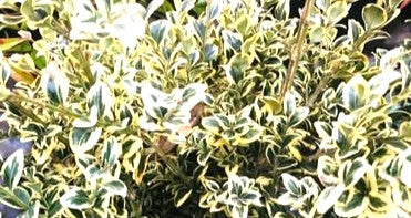 BOJ VARIEGADO - BUXUS SEMPERVIRENS VARIEGATA 30 cm