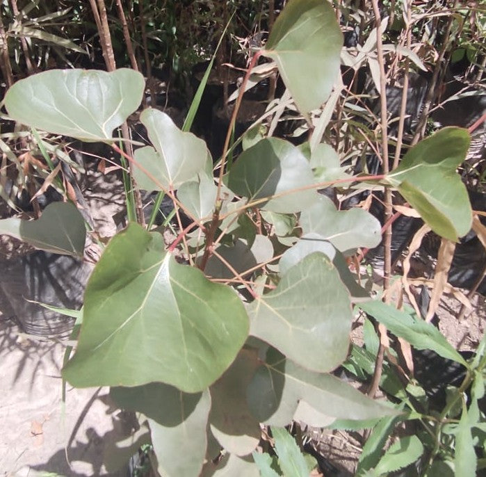 BRACHICHITO - BRACHYCHITON POPULNEUS 1,50 A 1,70