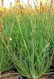 BULBINES - BULBINE FRUTESCENS MC