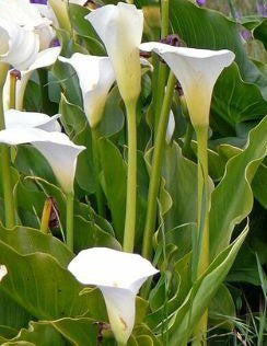 CALA BLANCA - ZANTEDESCHIA AETHIOPICA