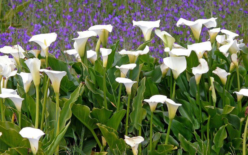 CALA BLANCA ENANA - ZANTEDESCHIA AETHIOPICA VAR NANA