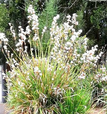 CALLE CALLE - LIBERTIA CHILENSIS