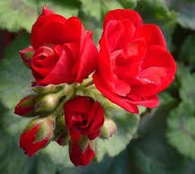 CARDENALES - GERANIO ZONAL O PELARGONIO ZONALE