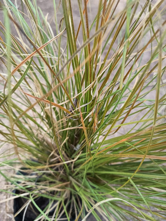 CAREX FLAGELLIFERA - CAREX FLAGELLIFERA