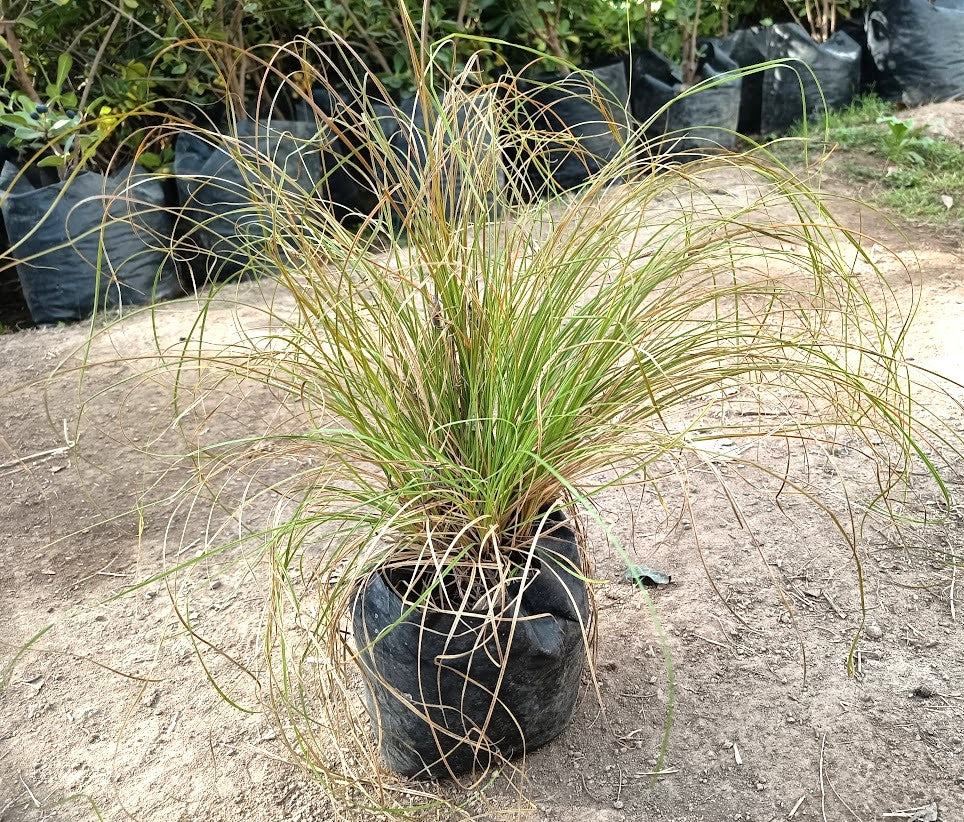 CAREX FLAGELLIFERA - CAREX FLAGELLIFERA