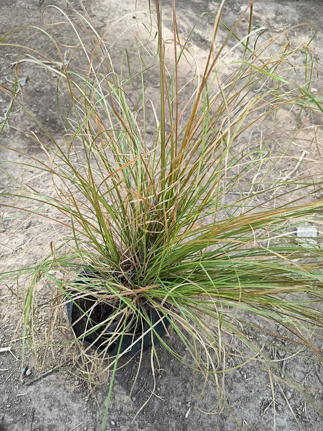 CAREX FLAGELLIFERA - CAREX FLAGELLIFERA