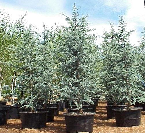 CEDRO DEL LIBANO - CEDRUS LIBANI   1,60